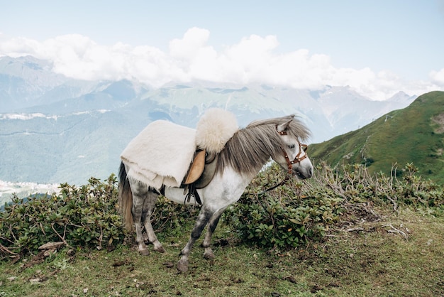 Um cavalo espera mestre nas montanhas