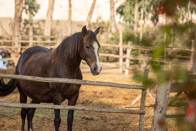 Foto um cavalo está de pé num campo com uma cerca ao fundo