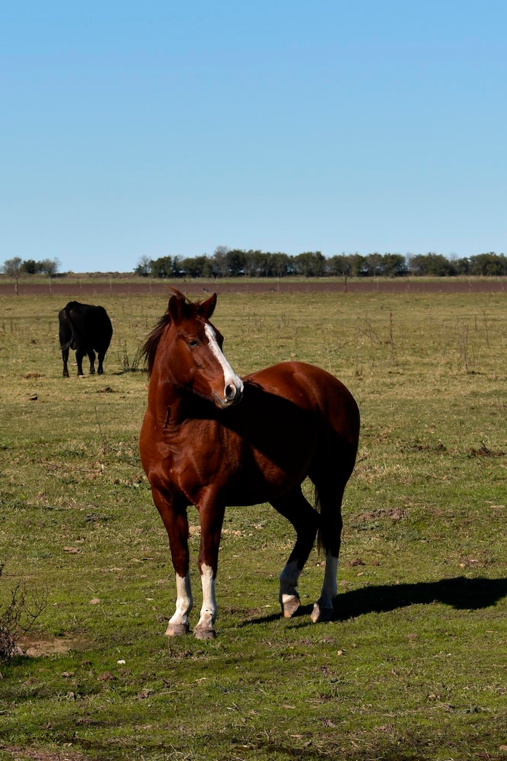 Foto um cavalo está de pé num campo com uma vaca ao fundo
