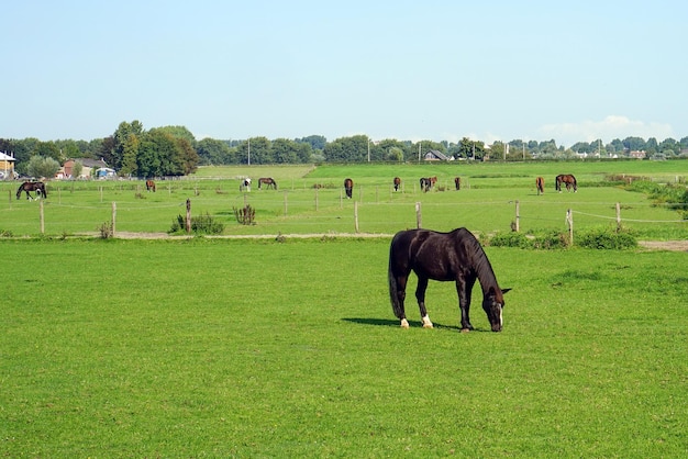 Um cavalo está pastando em um campo verde