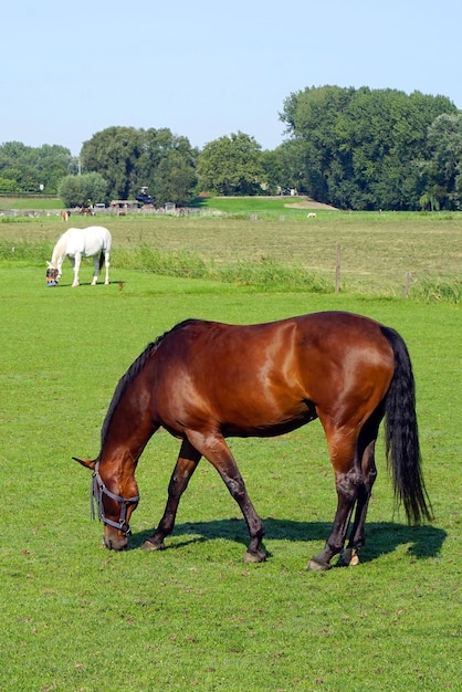 Um cavalo está pastando em um campo verde