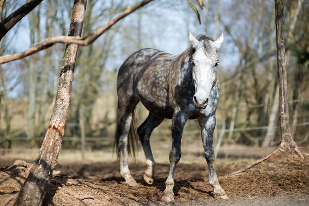 Foto um cavalo fora de casa.