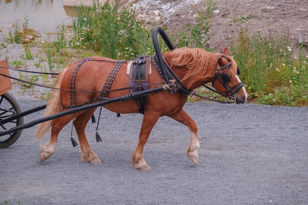 Um cavalo marrom arrasta um carrinho de madeira. Um mamífero para transporte de carga em áreas rurais.