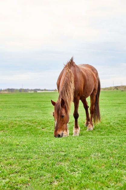 Um cavalo marrom com uma crina peluda bronzeada comendo em um campo de grama vazio.