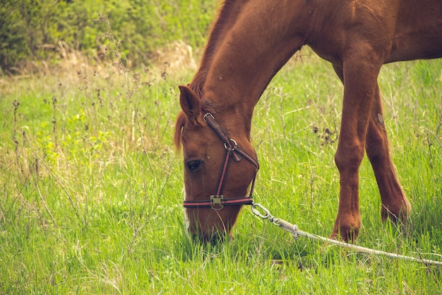 Um cavalo marrom com uma juba leve pasta na coleira na estepe