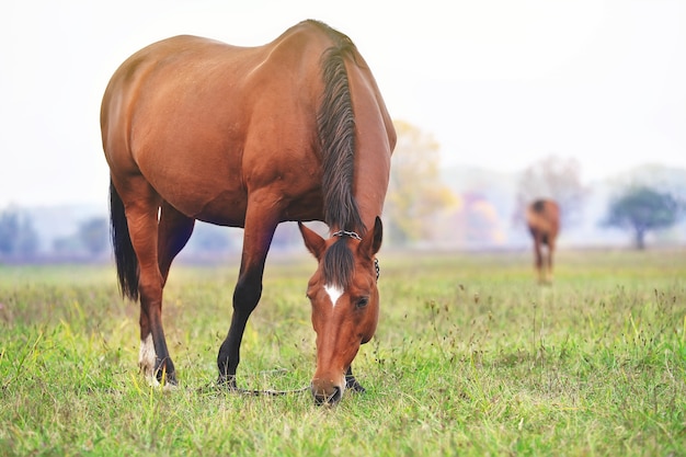 Um cavalo marrom pastando em um prado na manhã de verão em um nevoeiro