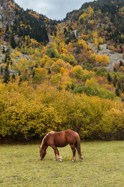 Um cavalo marrom pastando sozinho nas montanhas