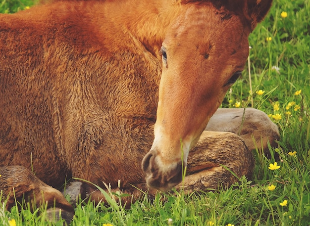 Um cavalo na grama, horário de verão