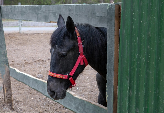 Um cavalo preto em um piquete em uma fazenda de cavalos Hobby Animals