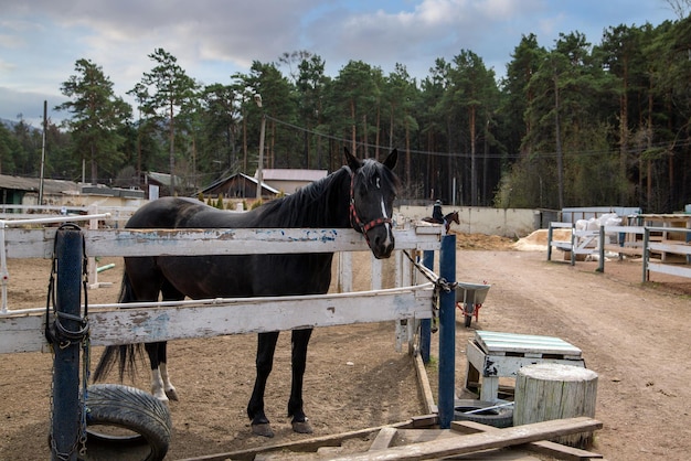 Um cavalo preto em um piquete em uma fazenda de cavalos Hobby Animals