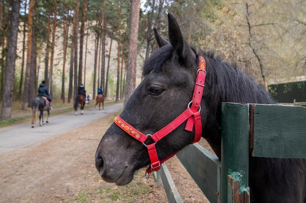 Um cavalo preto em um piquete em uma fazenda de cavalos Hobby Animals