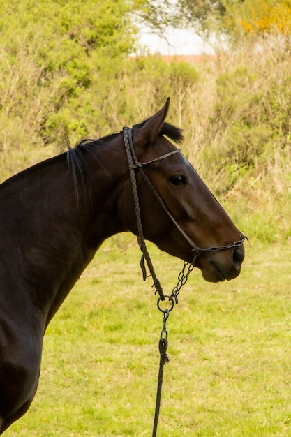 Um cavalo usando um freio e uma corda em volta do pescoço