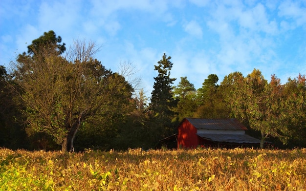 Foto um celeiro vermelho senta-se em um campo com árvores no fundo