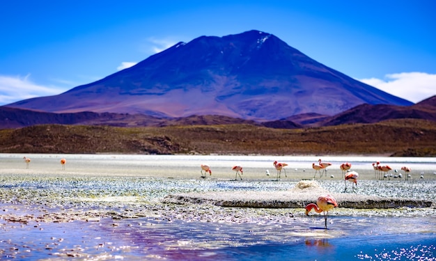 Um cenário incrível de laguna vermelha colorida com um bando de belos flamingos na região montanhosa da Bolívia