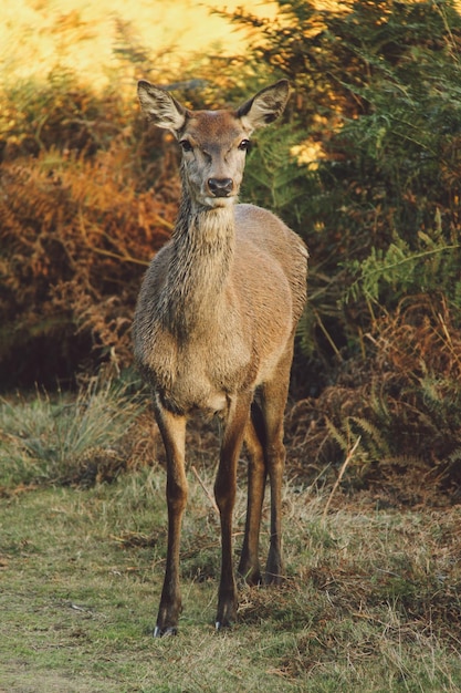 Foto um cervo de pé num campo de grama