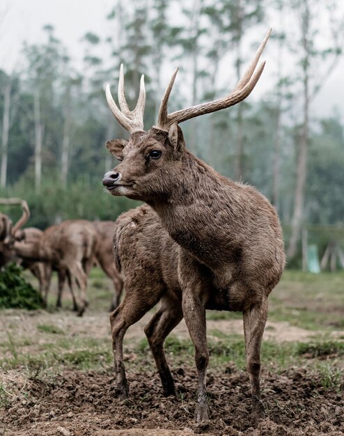 Um cervo de pé num campo