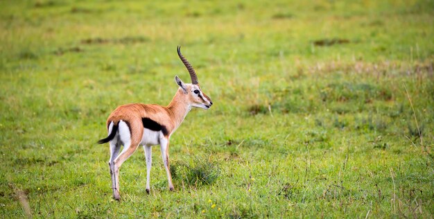 Foto um cervo de pé num campo