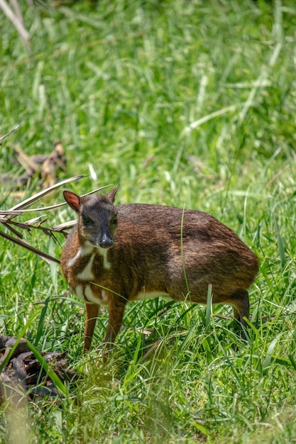 Foto um cervo de rato em um zoológico