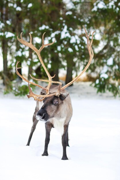 Foto um cervo na neve.