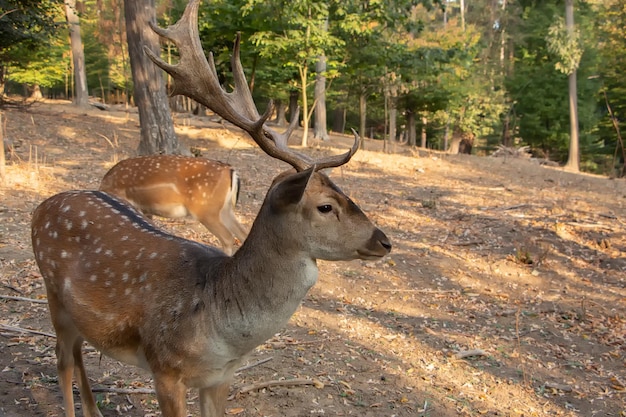 Um cervo selvagem no parque atrás da cerca fechada olha para o quadro