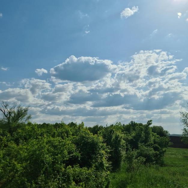 Um céu azul com nuvens e árvores nele