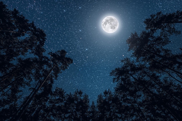 Um céu noturno em uma floresta de pinheiros no dia de Natal