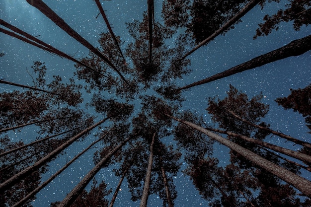 Um céu noturno em uma floresta de pinheiros no dia de Natal