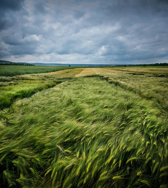 Foto um céu pitoresco e dramático antes de uma tempestade um campo com uma variedade de culturas de grãos