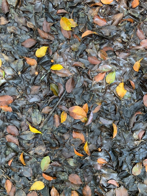 Um chão molhado com folhas