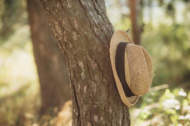 um chapéu de madeira trançado está pendurado em uma árvore