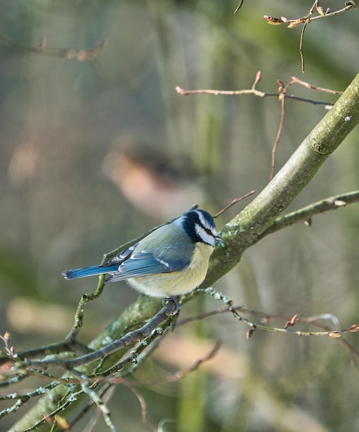 Foto um chapim azul em uma árvore no frio de inverno e um dia ensolarado sem pessoas