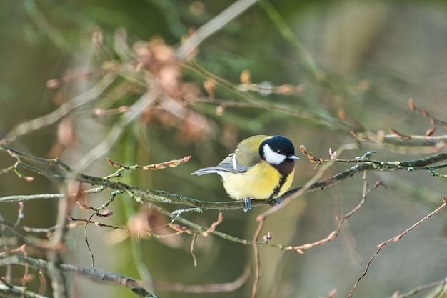 Foto um chapim-grande faminto no inverno chapim em uma árvore em um dia frio e ensolarado de inverno