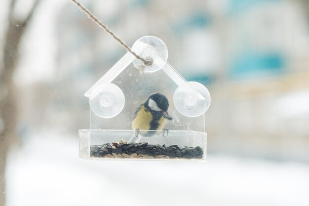 Um chapim senta e come sementes de um alimentador transparente na janela
