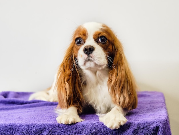 Um charmoso cavalier spaniel está deitado na mesa em frente a um fundo claro