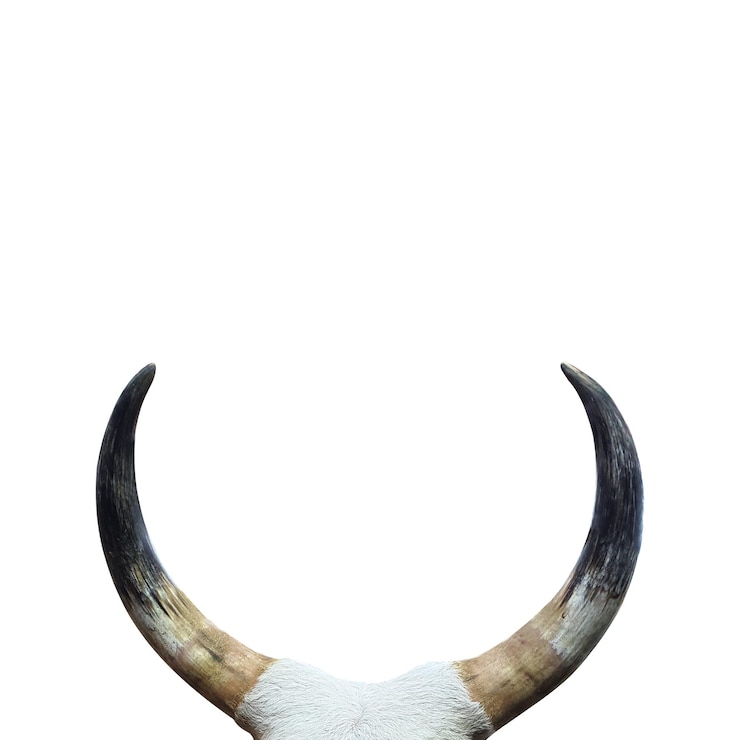Foto um chifre branco e castanho com fundo branco com fundo branco
