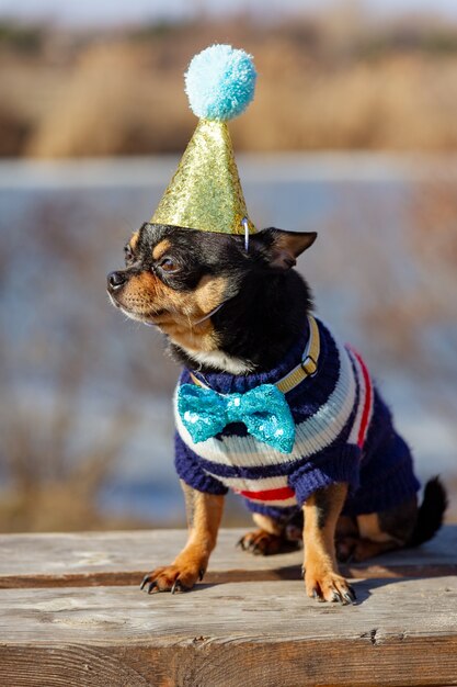 Um chihuahua bonito aniversário em um fundo natural. Cão Chihuahua em um boné de aniversário. aniversário, cachorro, animal, chihuahua, animal de estimação,