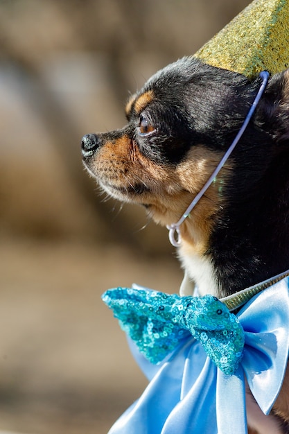 Um chihuahua bonito aniversário em um fundo natural. Cão Chihuahua em um boné de aniversário. aniversario cachorro