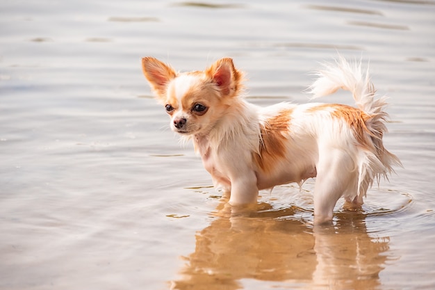 Um chihuahua branco está de pé com as patas molhadas na água do rio. Chihuahua caminha na praia.