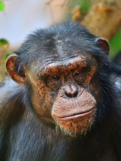 Chimpanzé Macaco Rosto Retrato Fundo Preto fotos, imagens de © Photocreo  #603432892