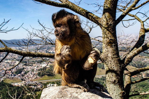 Foto um chimpanzé sentado numa árvore.