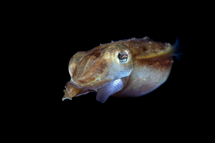Foto um choco broadclub bebê - sepia latimanus. animais marinhos de bali.