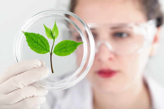 Um cientista em um laboratório analisa o solo e as plantas para coletar o DNA da planta.