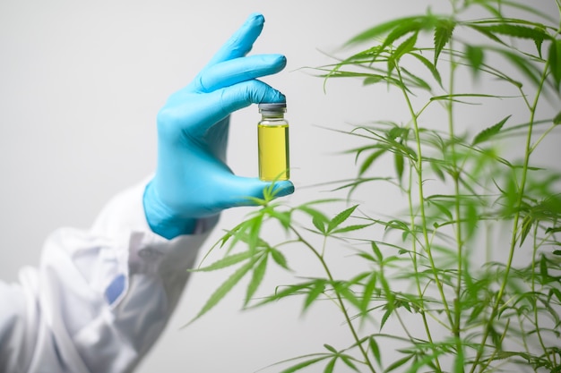 Um cientista está verificando e analisando um experimento com cannabis sativa