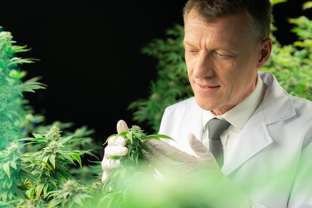 Um cientista masculino inspeciona as folhas gratificantes da planta de cannabis