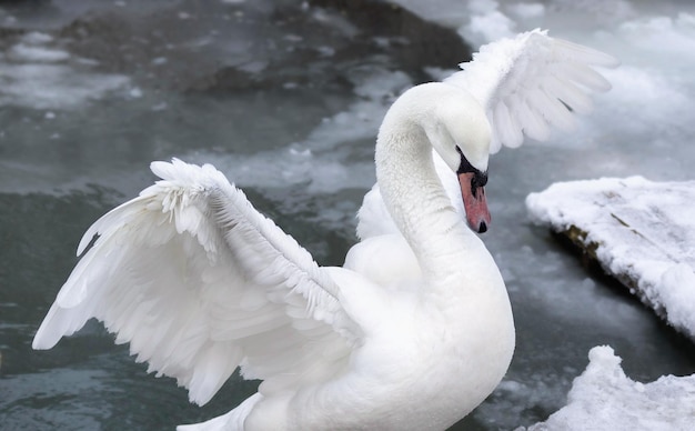 Um cisne branco abre suas asas em uma lagoa de inverno Um lindo pássaro branco com grandes asas Foco suave