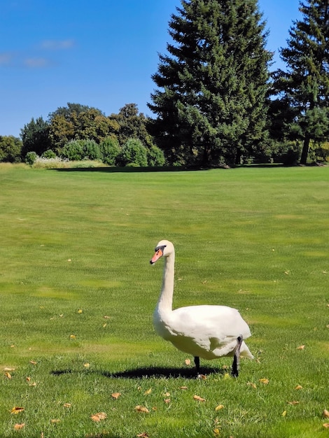 Um cisne branco caminha na grama verde contra o fundo do céu azul no parque