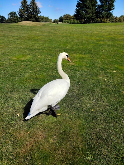 Um cisne branco caminha na grama verde contra o fundo do céu azul no parque