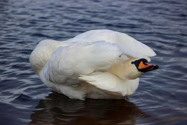 Um cisne branco está nadando no rio