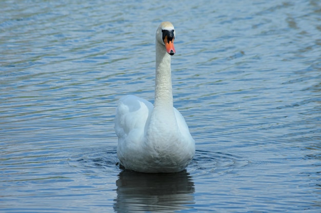 um cisne branco nada em uma lagoa