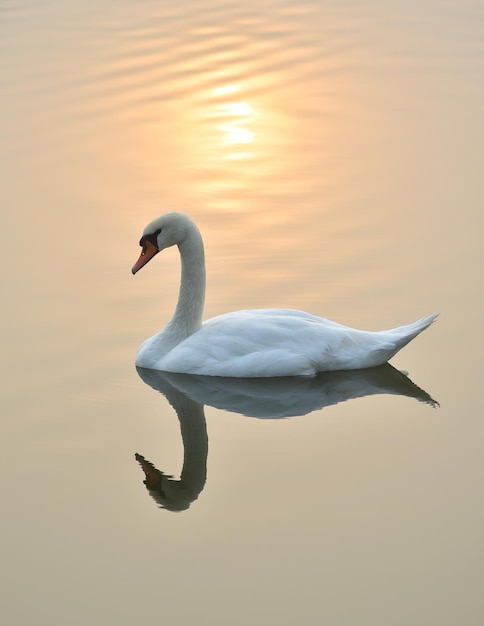 Um cisne branco nada na água com o reflexo do sol